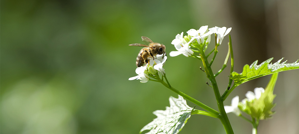 Schneider Electric increases support for Host In Ireland’s orchards initiative to improve biodiversity